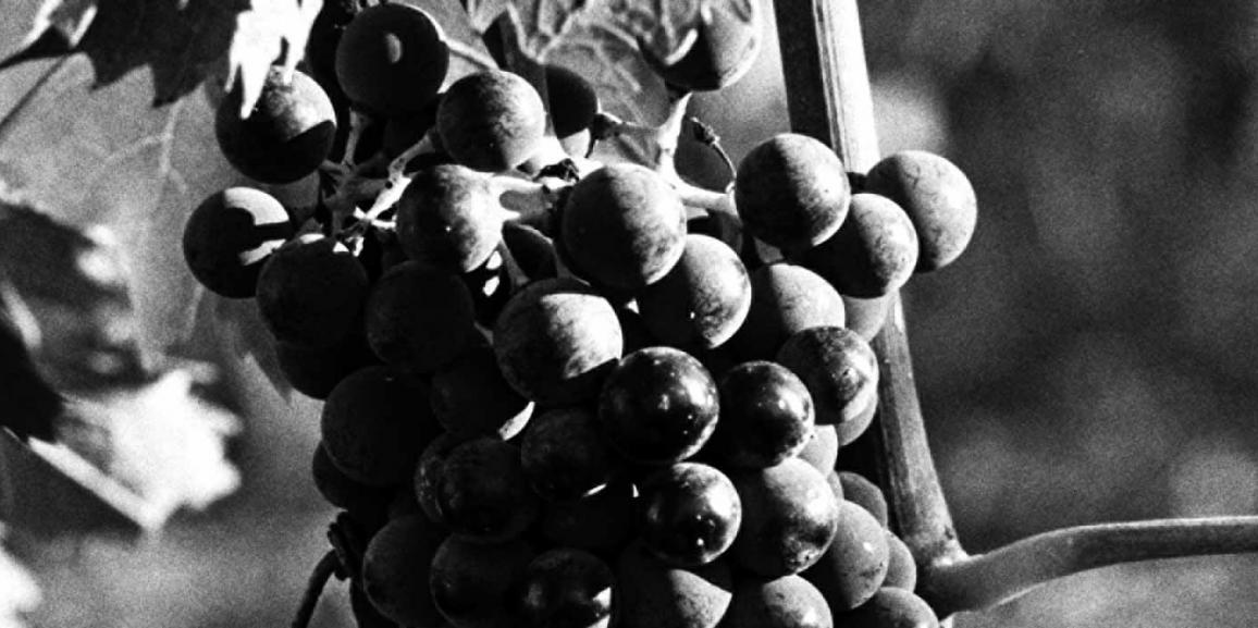 Valturio 2007 conquista i Tre Bicchieri